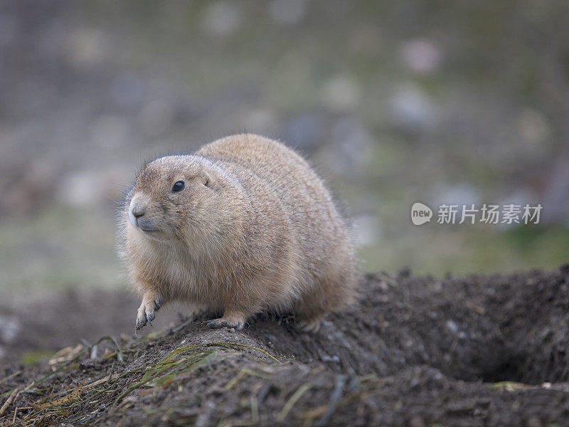 黑尾草原犬(Cynomys ludocianus)